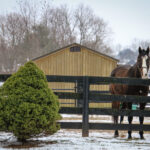 TAA Holiday Giving Campaign Raises $180K for Retired Thoroughbreds