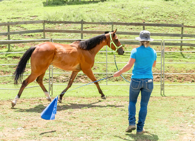 Caribbean Thoroughbred Aftercare - Thoroughbred Aftercare ...