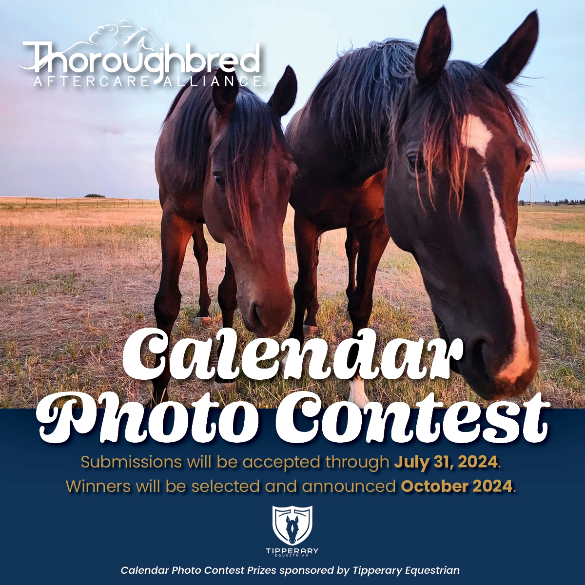 Thoroughbred Aftercare Alliance Announces Fourth Annual Calendar Photo Contest