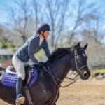 Cambi Lion: A Racehorse’s Journey to the Hunter Jumper World