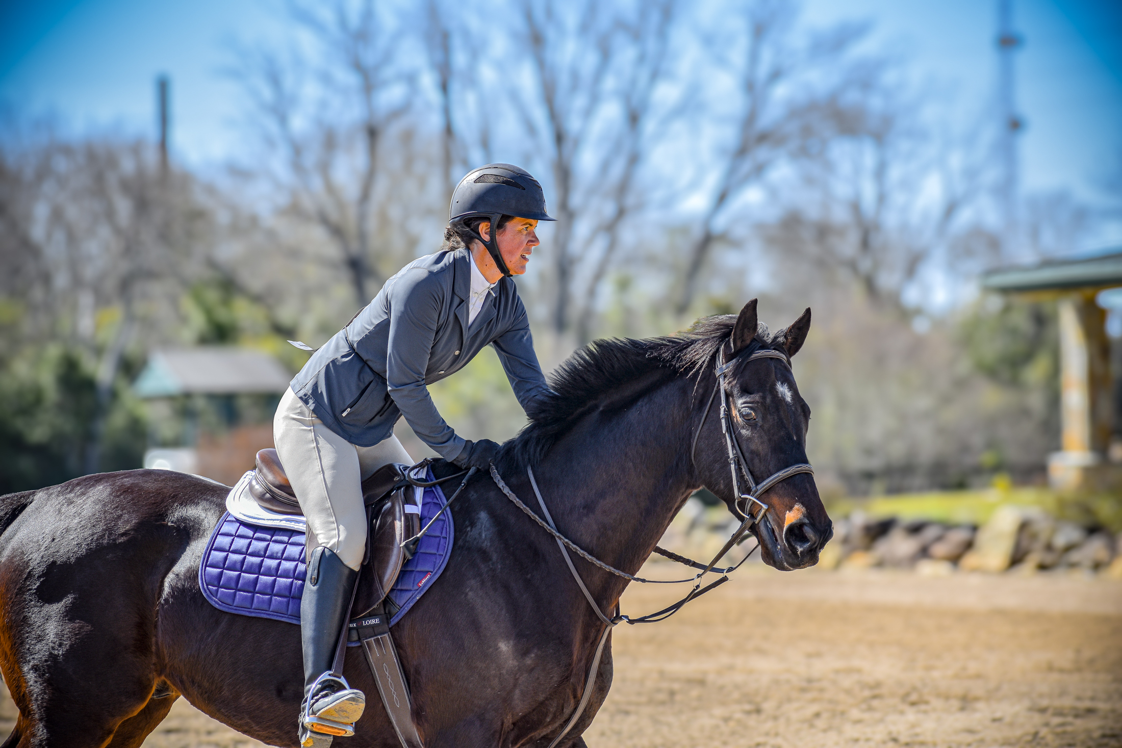 Cambi Lion: A Racehorse’s Journey to the Hunter Jumper World
