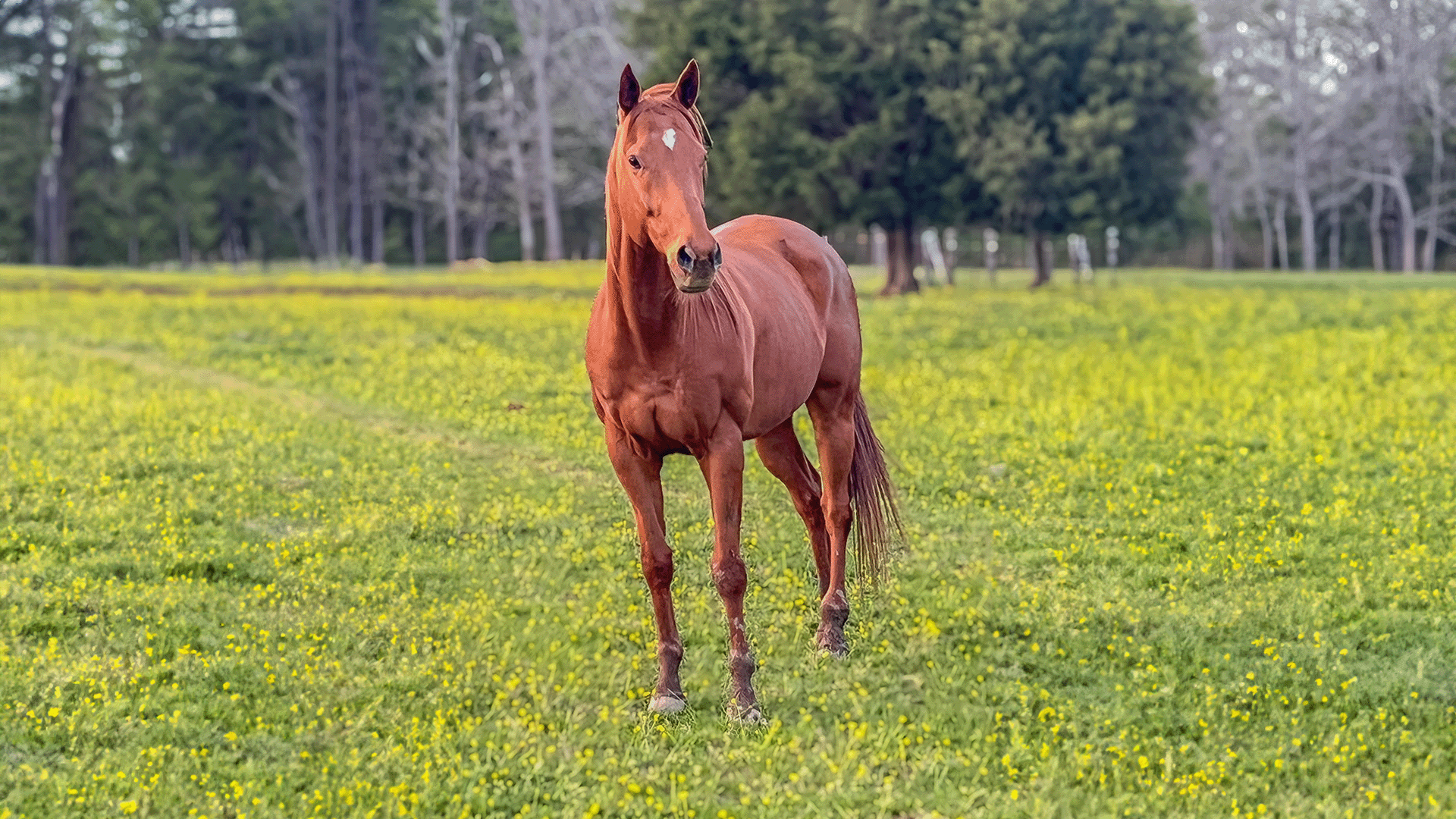 Windcries: The Trail Ride Home