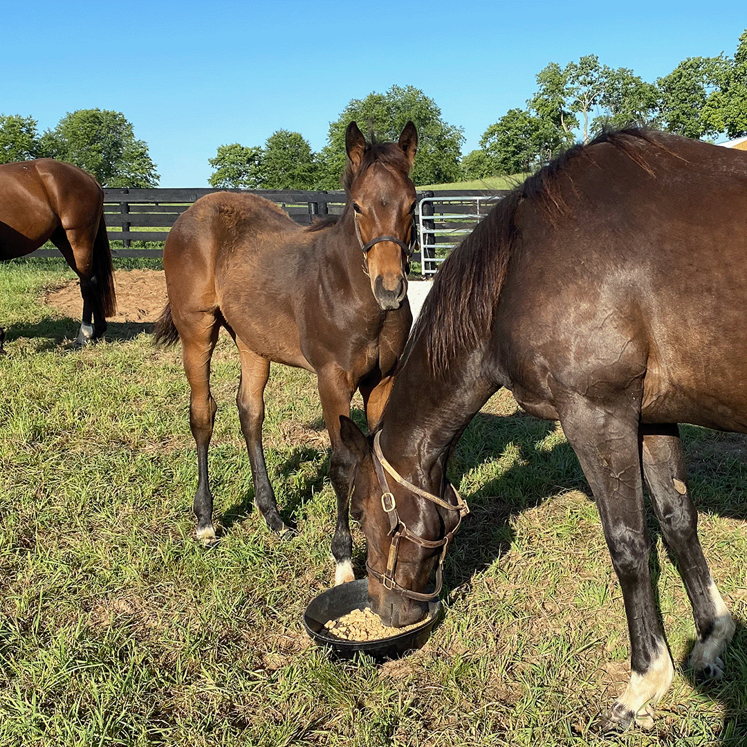 Kicksandgiggles as a foal.