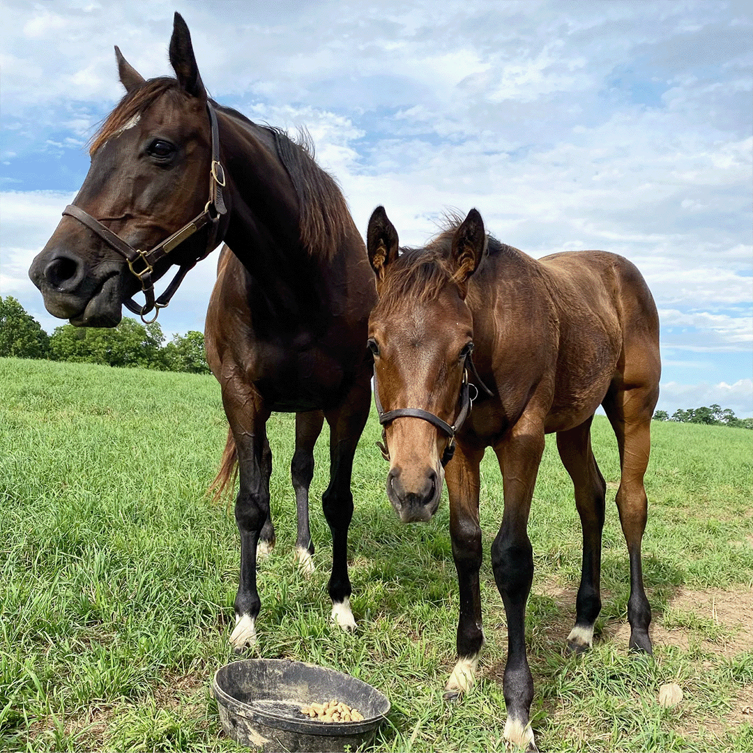 Kicksandgiggles as a foal with his mother.