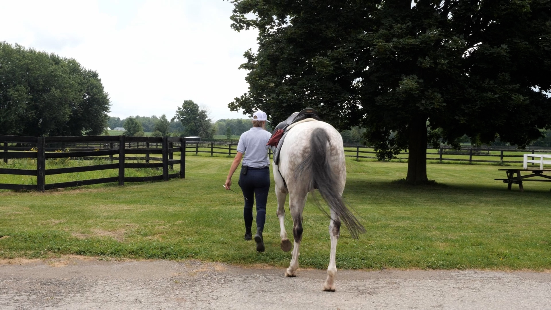 Getting Started with Groundwork & Manners for Your Ex-Racehorse