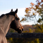 Thoroughbred Aftercare Alliance Accredits 39 Organizations