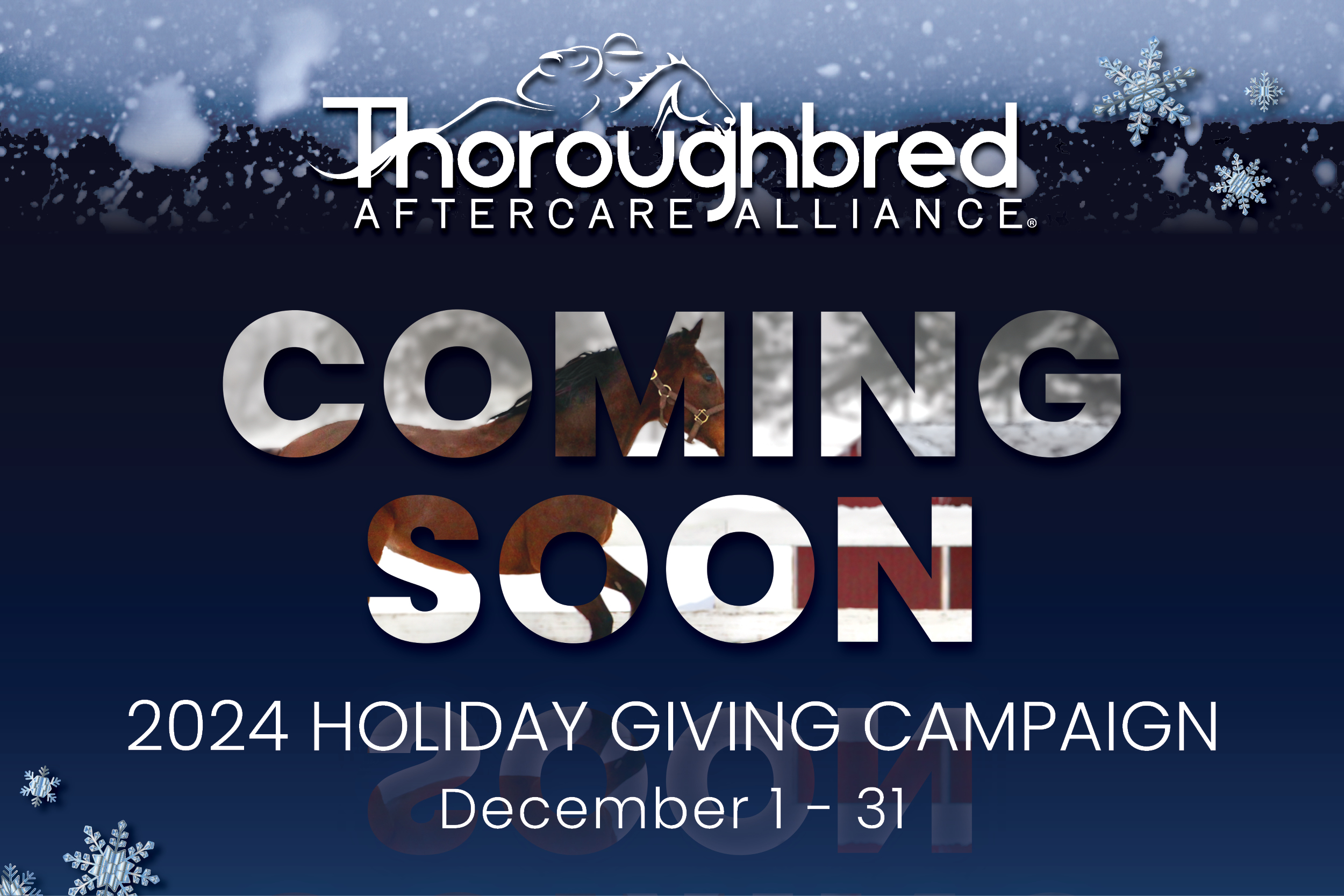 Thoroughbred Aftercare Alliance Announces Holiday Giving Campaign