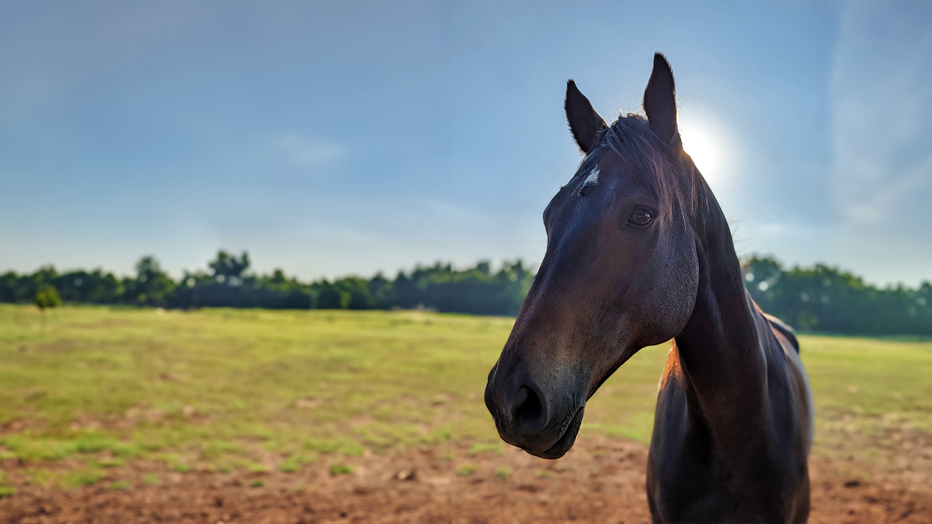 Finding Home Again: Concord Joe’s Journey